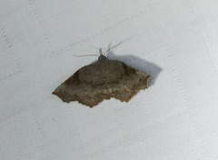 Throana pectinifer