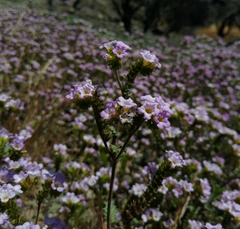 Phacelia suaveolens