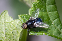 Australophyra rostrata