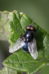 Australophyra rostrata