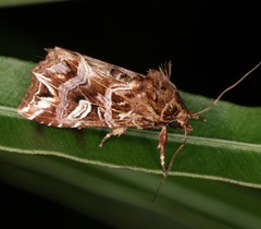 Callopistria exotica