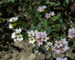 Phacelia suaveolens