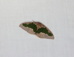 Celenna festivaria