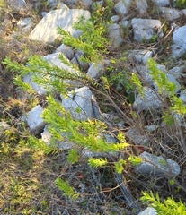 Suriana maritima