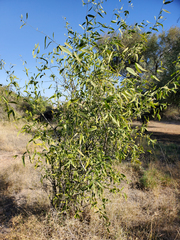 Salvadora oleoides