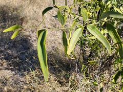 Salvadora oleoides