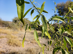 Salvadora oleoides