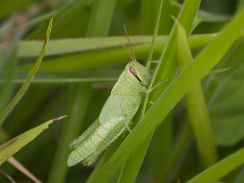 Bird Grasshopper photo 5