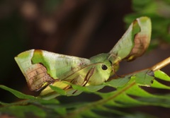 Fascellina plagiata