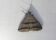 Lysimelia neleusalis