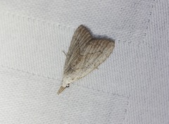 Meganola brunellus