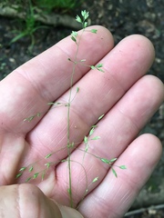 Poa alsodes