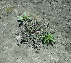 Phacelia suaveolens