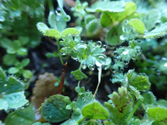 Alchemilla occidentalis