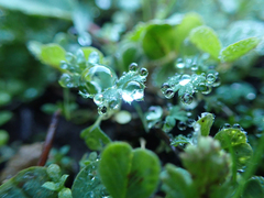Alchemilla occidentalis