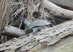 Trachemys decussata