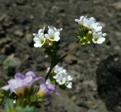 Phacelia suaveolens