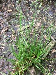 Poa alsodes