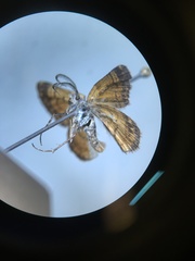 Paranotoreas brephosata