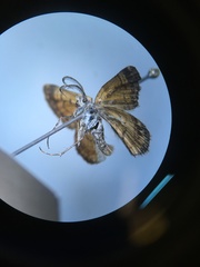 Paranotoreas brephosata