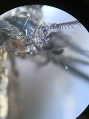 Paranotoreas brephosata