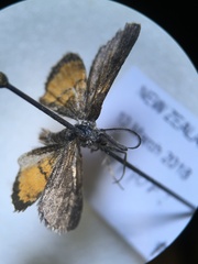 Paranotoreas brephosata