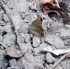 Electrostrymon hugon