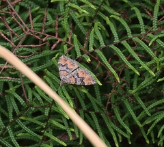 Xanthorhoe vacuaria