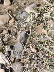 Pontia sisymbrii