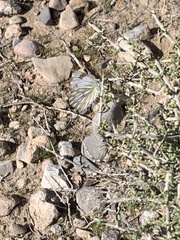 Pontia sisymbrii