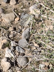 Pontia sisymbrii