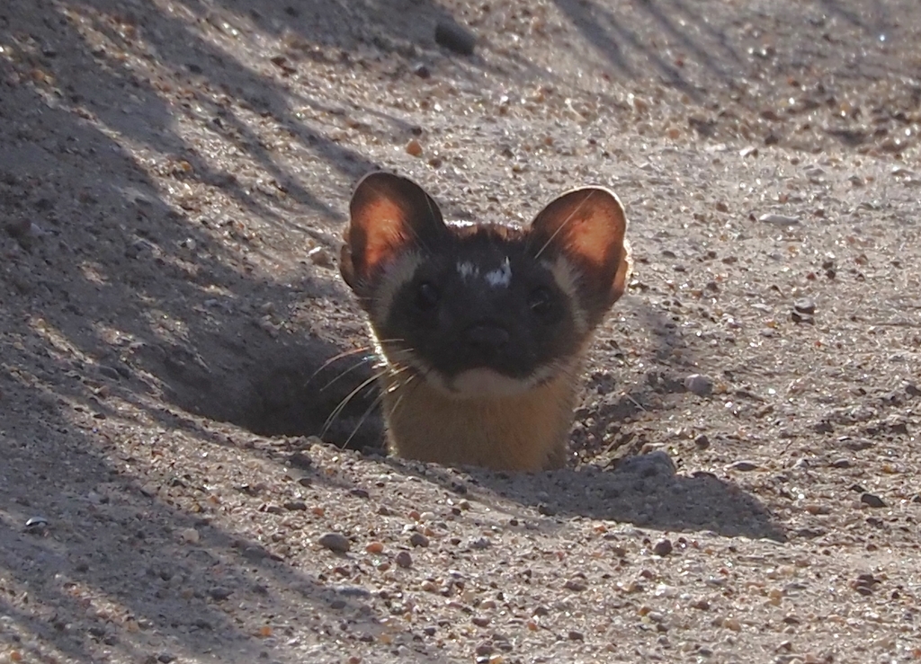 Long-tailed Weasel in March 2022 by James Maughn · iNaturalist