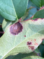 Cameraria gaultheriella