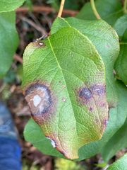 Cameraria gaultheriella