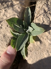 Asclepias nyctaginifolia