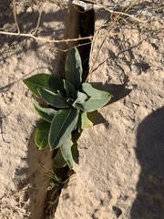 Asclepias nyctaginifolia