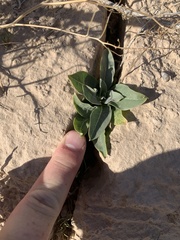 Asclepias nyctaginifolia