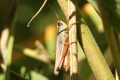 Amblytropidia australis