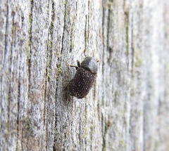 Phloeosinus cupressi