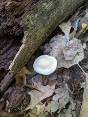 Cuphophyllus angustifolius