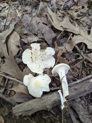 Cuphophyllus angustifolius