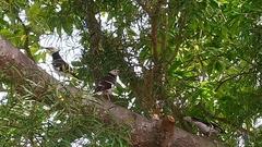 Gracupica nigricollis