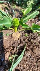Arum pictum
