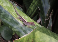 Anolis sagrei sagrei