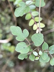 Clematis cunninghamii