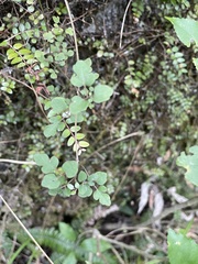 Clematis cunninghamii