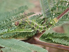 Mochlotona phasmatias