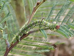 Mochlotona phasmatias