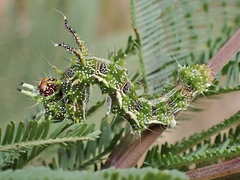 Mochlotona phasmatias
