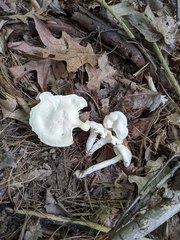 Cuphophyllus angustifolius